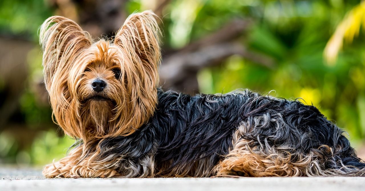 Rasy psów, które wymagają regularnych wizyt u fryzjera