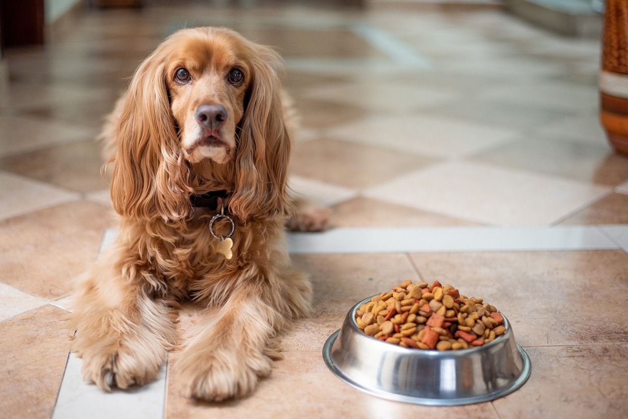 Żywienie psa – najważniejsze informacje