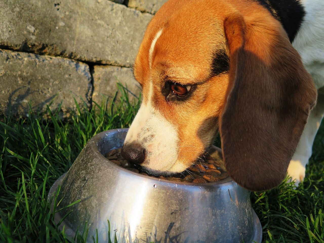 Karma dla psa sucha – czym się charakteryzuje?